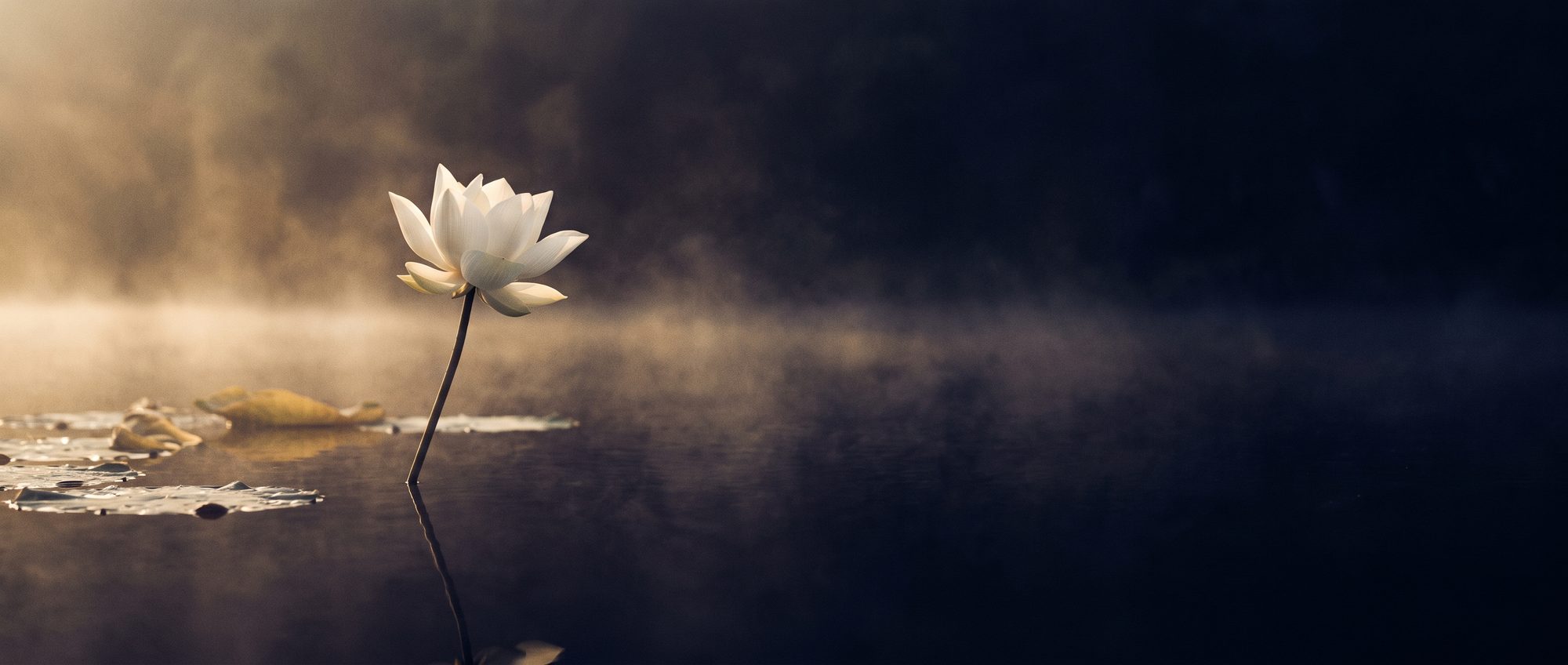 A white lotus rising from still dark water at dawn