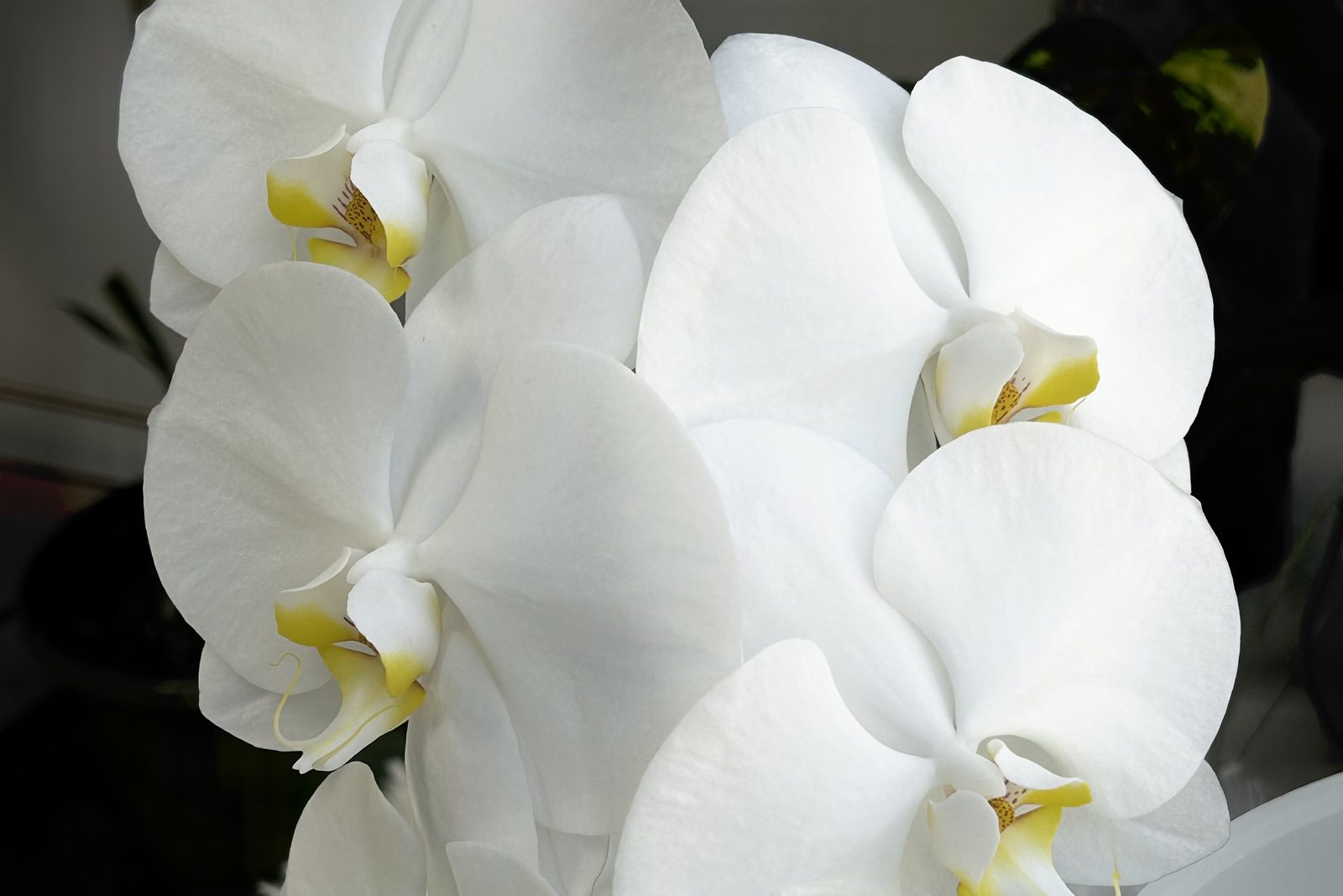 White orchids in bloom at The Self-Love Healing Sanctuary
