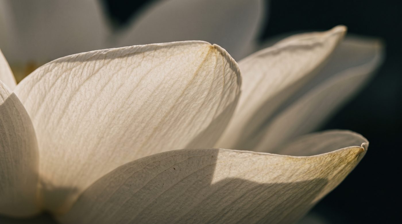 Close detail of lotus petals in soft light